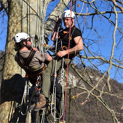 Treeclimbing / arboriculture - KONG