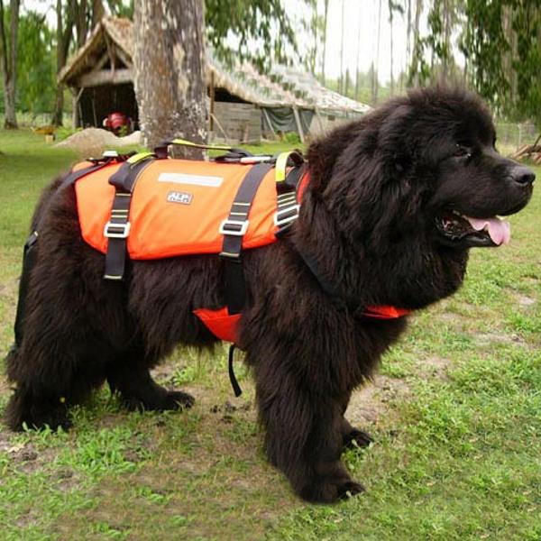 Newfoundland life jacket hotsell